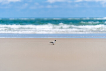 Fototapeta na wymiar Seagulls on the beach