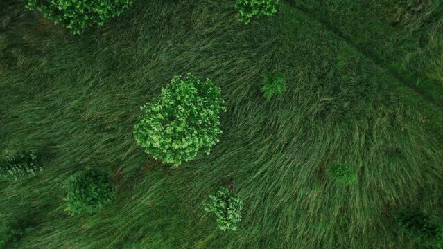 Top down aerial of the trees in park in windy weather, 4k