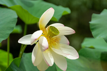 Nelumbo Nucifera, called Loto Flower on Blurred Background