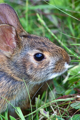 Wild Rabbit in the Mountains of Western North Carolina