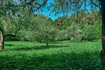 Beauty landscape of grass field with forest trees and environment public park with sun rays