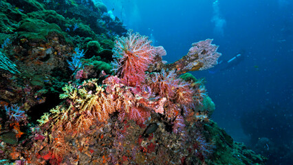 Naklejka na ściany i meble Beautiful and colorful coral reef. Underwater photo from a scuba dive in Thailand.
