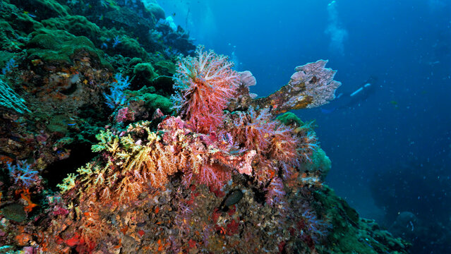 Beautiful and colorful coral reef. Underwater photo from a scuba dive in Thailand.