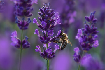 Pszczoła zbierająca pyłek z kwiatu lawendy o zachodzie słońca.