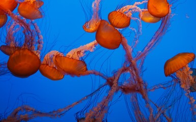 jellyfish in aquarium