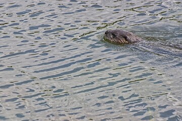 North American river otter swimming in  Florida fresh water lake