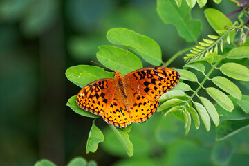 Monarch Butterfly Resting on Green Stem in the Wild