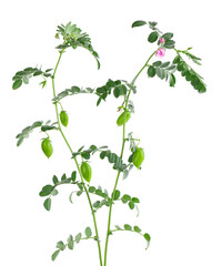 Green chickpeas branch isolated on white background. Chickpea in the pod and flowers.