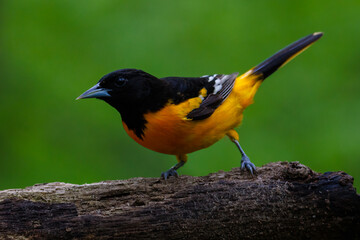 Naklejka premium Close up of a Baltimore oriole (Icterus galbula) perched on a tree branch during early spring. Selective focus, background blur and foreground blur. 