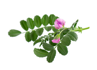 Green chickpeas branch with flowers, isolated on white background. Cicer arietinum. Clipping path.