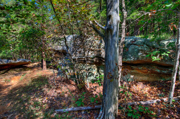 Lichen covered limesyone outcrops amidst a woodland forest dappled in sunlight.