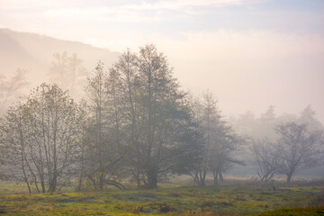 Obraz premium mountainous countryside on a foggy morning. beautiful autumn nature scenery at sunrise. row of deciduous trees behind the grassy meadow in mist. majestic sunny weather in fall season