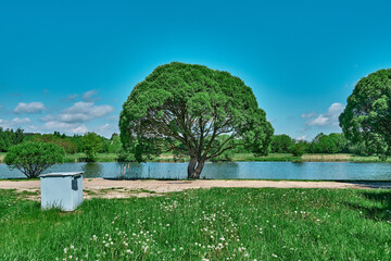 A tree with a spherical crown on the banks of the river and a lot of greenery