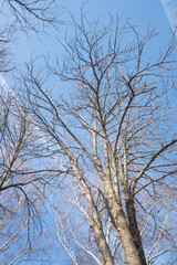 Fototapeta na wymiar Autumn trees without leaves against a blue sky with white clouds, bottom up view.