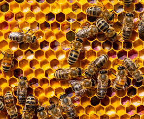 Multicolored pollen in comb. 
The color of pollen depends on how it is taken from the flowers.