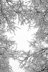 Snowy branches of trees against a white sky background. Winter.