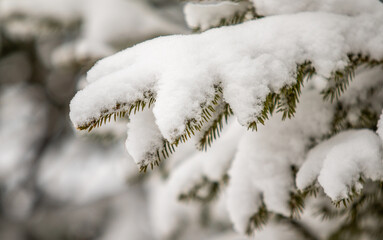 Fir green branches in the snow, in winter.