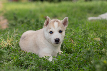 Naklejka na ściany i meble husky puppy on grass