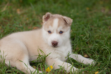 husky puppy