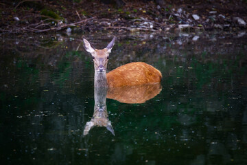 Red deer - Cervus elaphus. Female deer takes a refreshing bath immersed in the water of the lake.