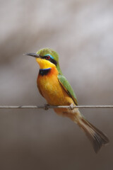 Colorful bee-eater.