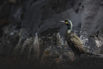 European Shag - Kuifaalscholver