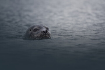 Portrait of a curious common seal (Phoca vitulina) in Icelandic waters at Ytri Tunga beach, Iceland