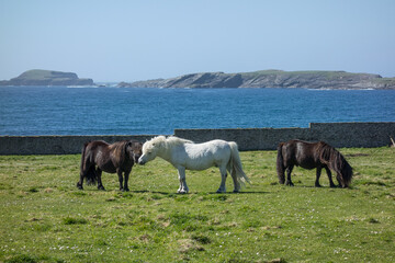 Lerwick und die Shetland Inselne