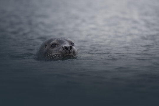 Portrait of a curious common seal (Phoca vitulina) in Icelandic waters at Ytri Tunga beach, Iceland
