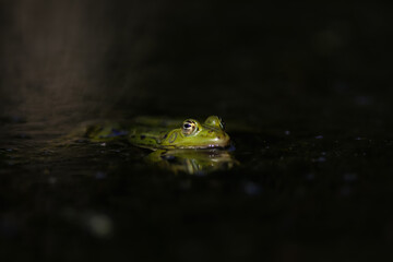 Frog in the water