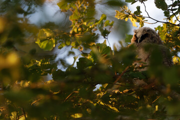 Long-eared Owl sunrise