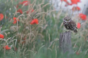 Little Owl in red poppy field.