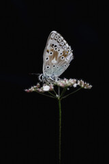 Low-key close-up portrait of a chalkhill blue butterfly (Lysandra coridon), Viroinval, Belgium