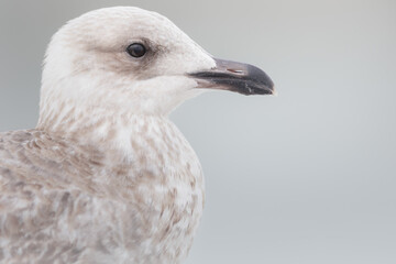 Portrait of a Herringgull