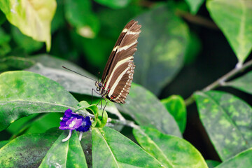 Braun weiß gesteuerter Schmetterling auf einer lila Blume 