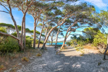 Photo sur Plexiglas Plage de Palombaggia, Corse Remarkable view of  Palombaggia and Tamaricciu beaches.