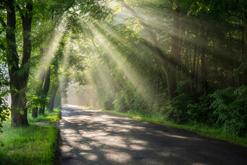 Fototapeta na wymiar Beautiful sunrays in avenue of green trees