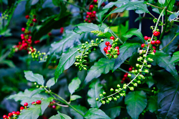 Blutbeere, rote Beeren an einem Strauch mit grünen Blättern 
