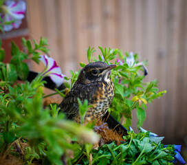 Baby Robin