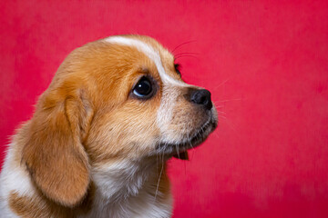 Orange and White Beaglier (Beagle and Cavalier Mix) Puppy Looks Up in front of a Red Background
