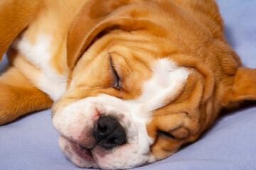 Sweet Tan and White English Bulldog Puppy Naps on a Blanket