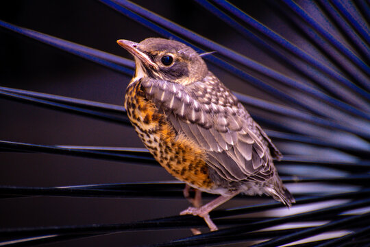 Baby Robin Images Browse 523 Stock Photos Vectors and Video Adobe Stock