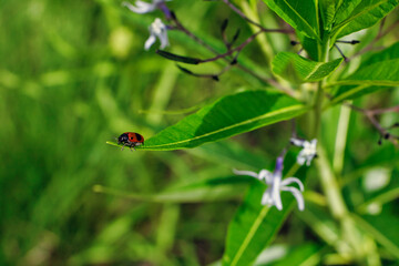 Kleiner Käfer auf einem grünen Blatt
