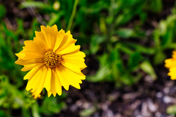 Mädchenauge gelbe Blume 