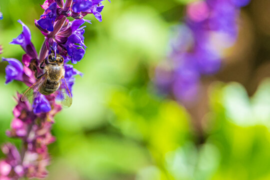 Honey bee collects nectar on a lavender blossom
