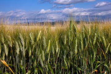 Plantación de trigo verde en el sur de España Andalucía Sevilla