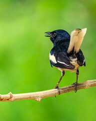 A oriental Magpie Singing early in morning