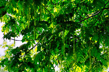 Flügelnuss, großer Baum mit vielen grünen Blättern 