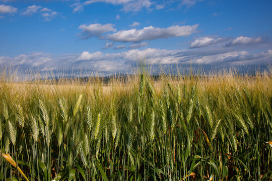 Plantaci&oacute;n de trigo verde en el sur de Espa&ntilde;a Andaluc&iacute;a Sevilla