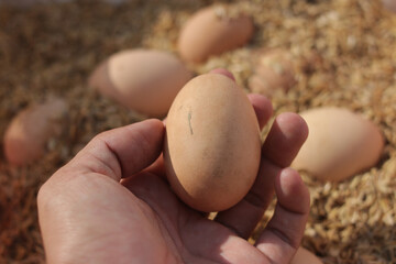 Hand holding chicken egg in a farm